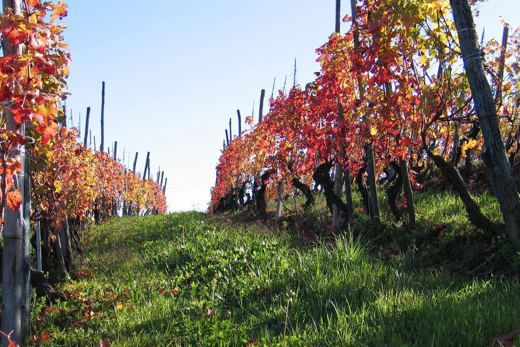 Cascina Rocca Agriturismo B&B La Morra Ngoại thất bức ảnh